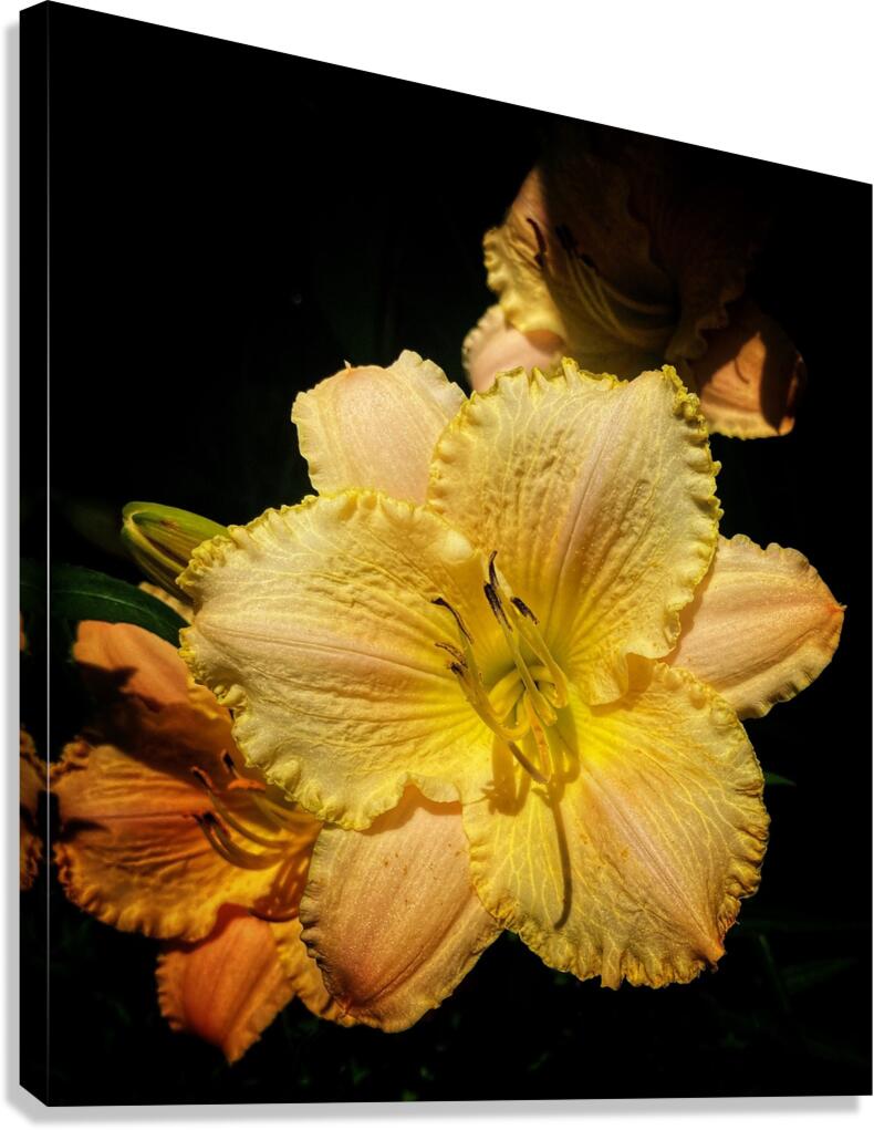 V1372 Canvas Print