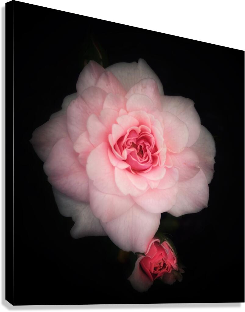 V1374 Canvas Print