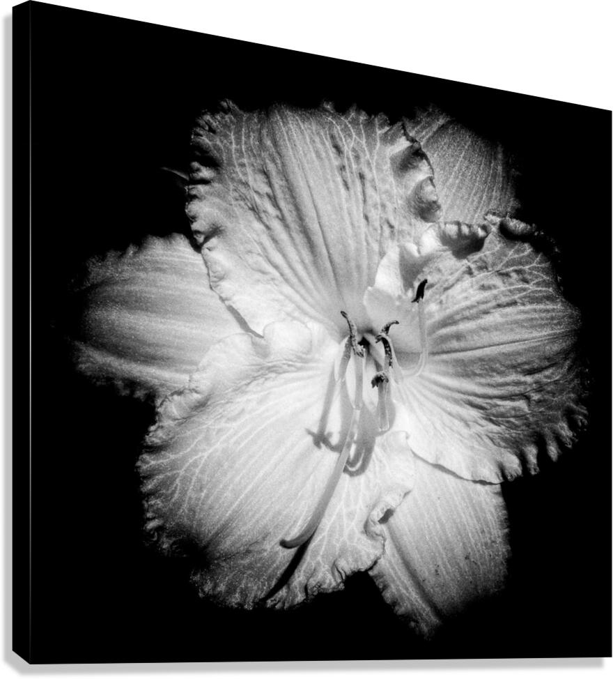 V1384 Canvas Print