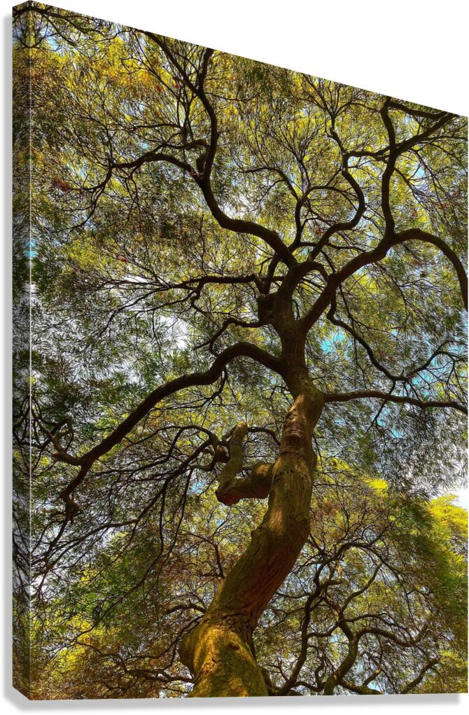 V1397 Canvas Print