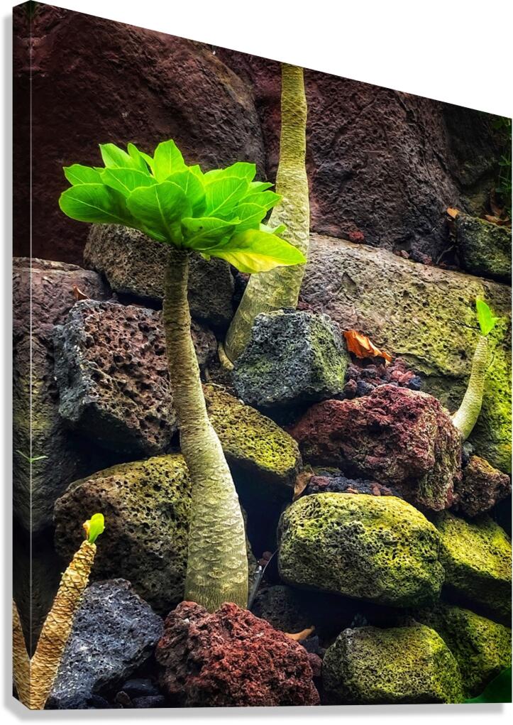 V1398 Canvas Print