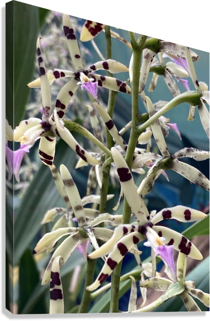 V1400 Canvas Print