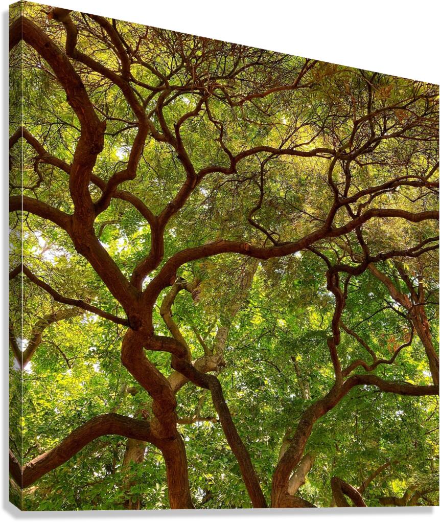 V1401 Canvas Print