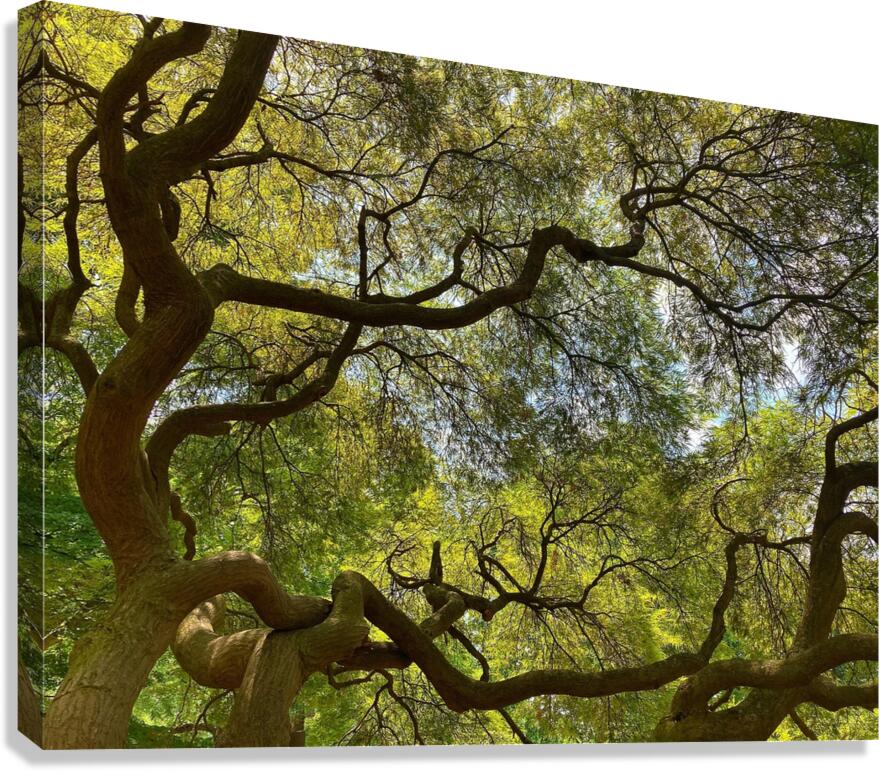 V1403 Canvas Print