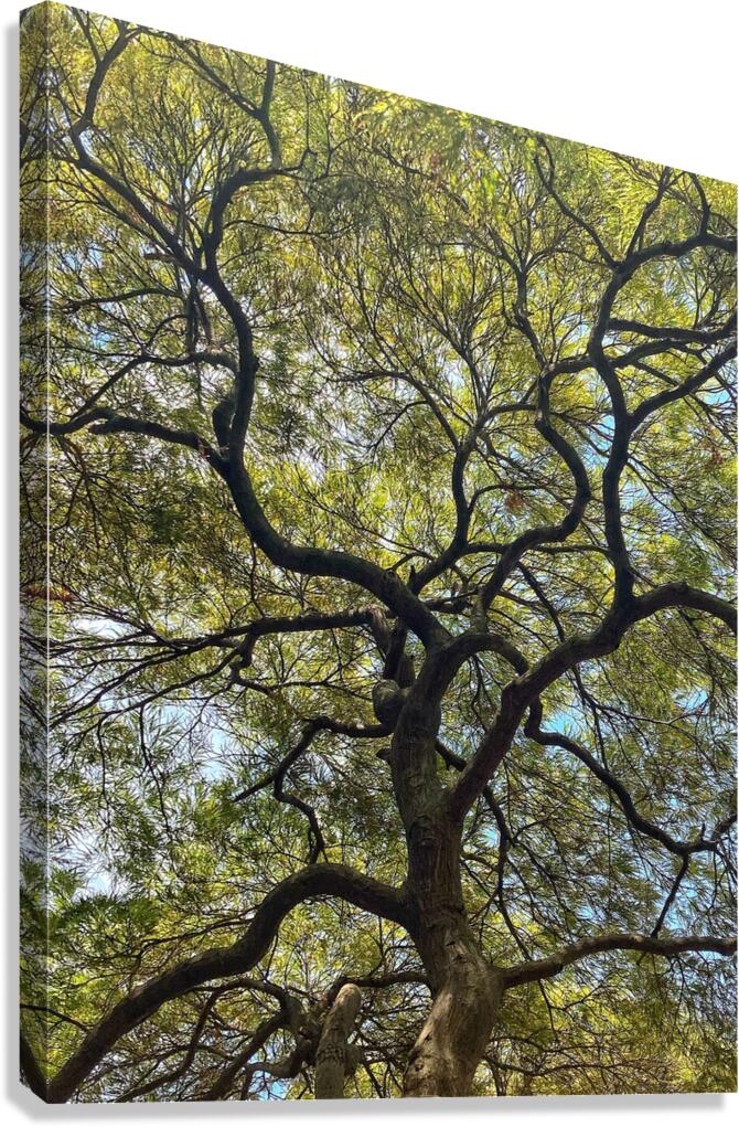 V1405 Canvas Print