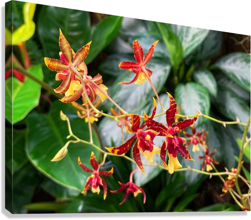 V1407 Canvas Print