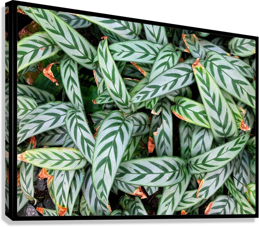 V1440 Canvas Print