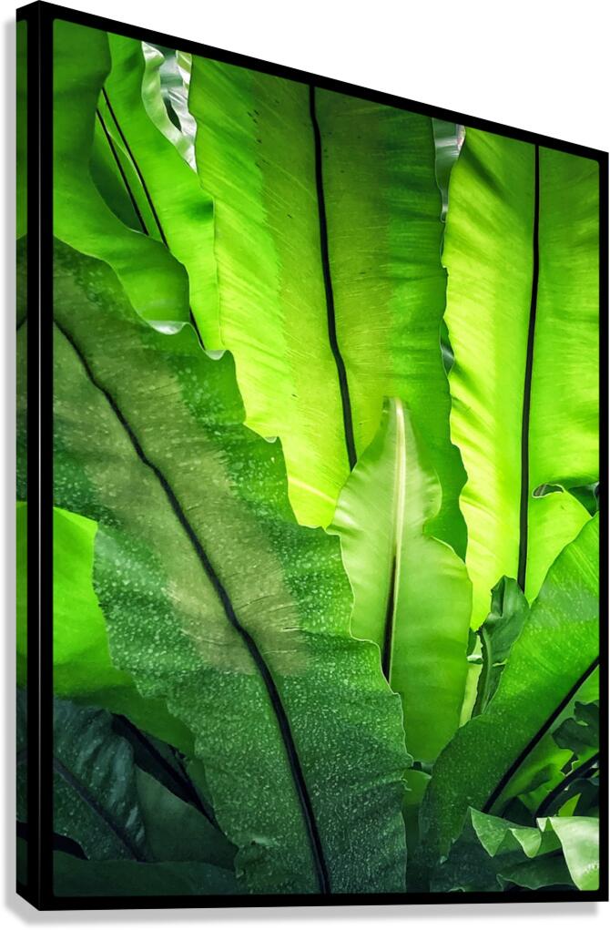 V1441 Canvas Print