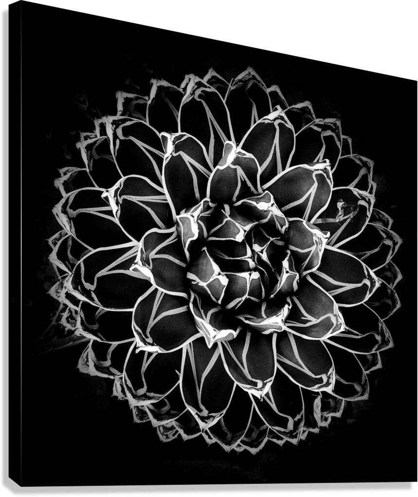 V1442 Canvas Print