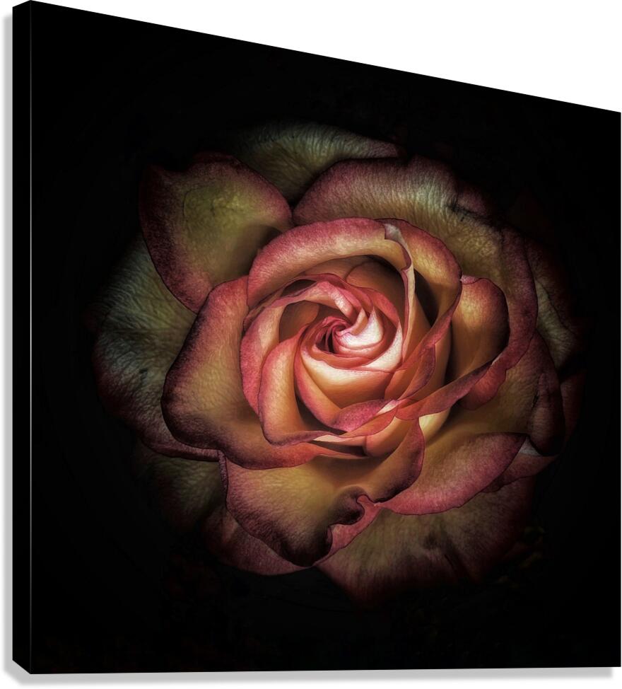 V1444 Canvas Print