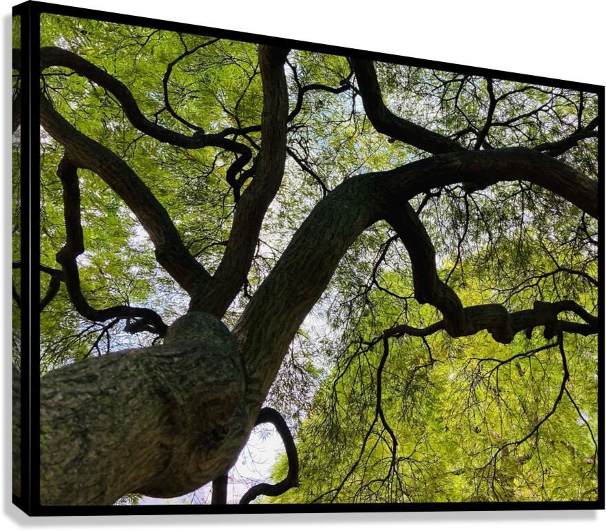 V1445 Canvas Print