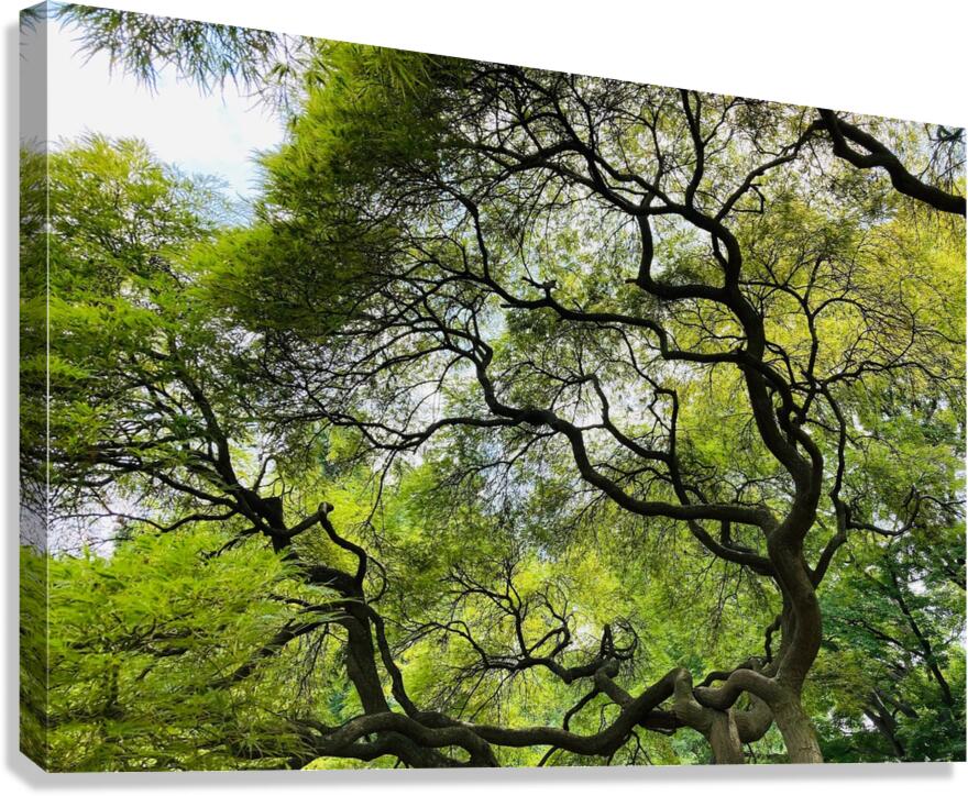 V1446 Canvas Print