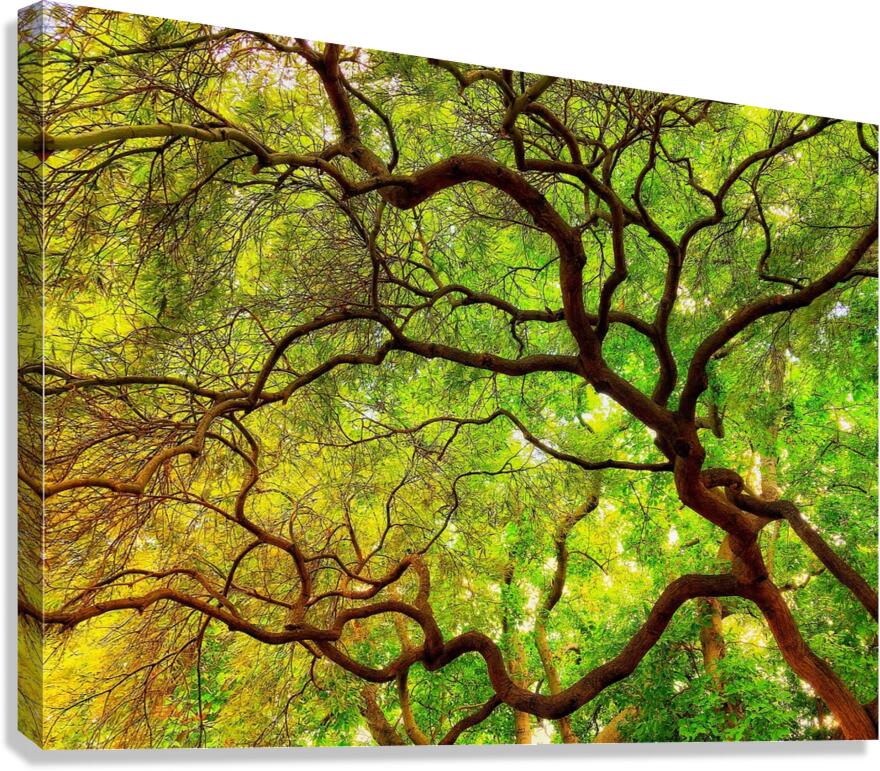 V1447 Canvas Print