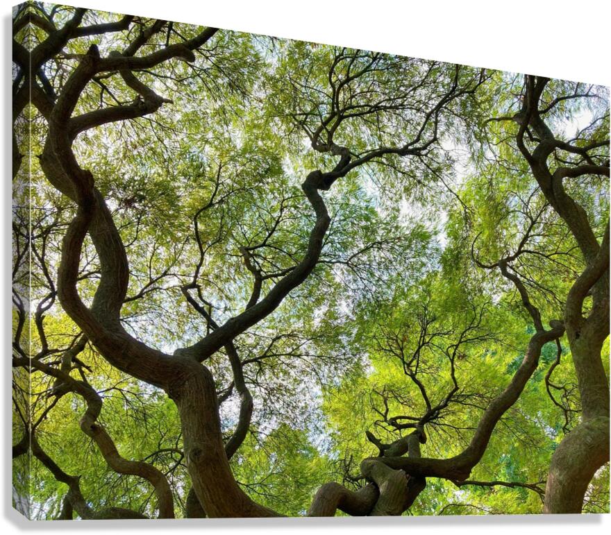 V1448 Canvas Print