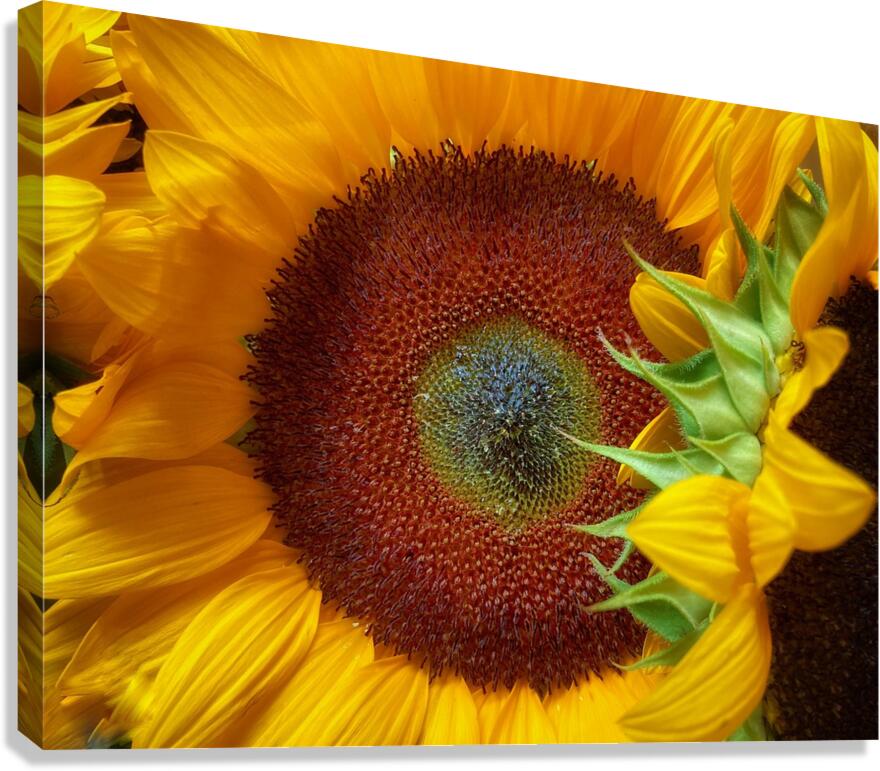 V1449 Canvas Print