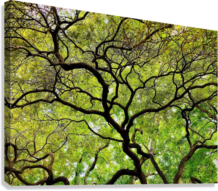 V1450 Canvas Print