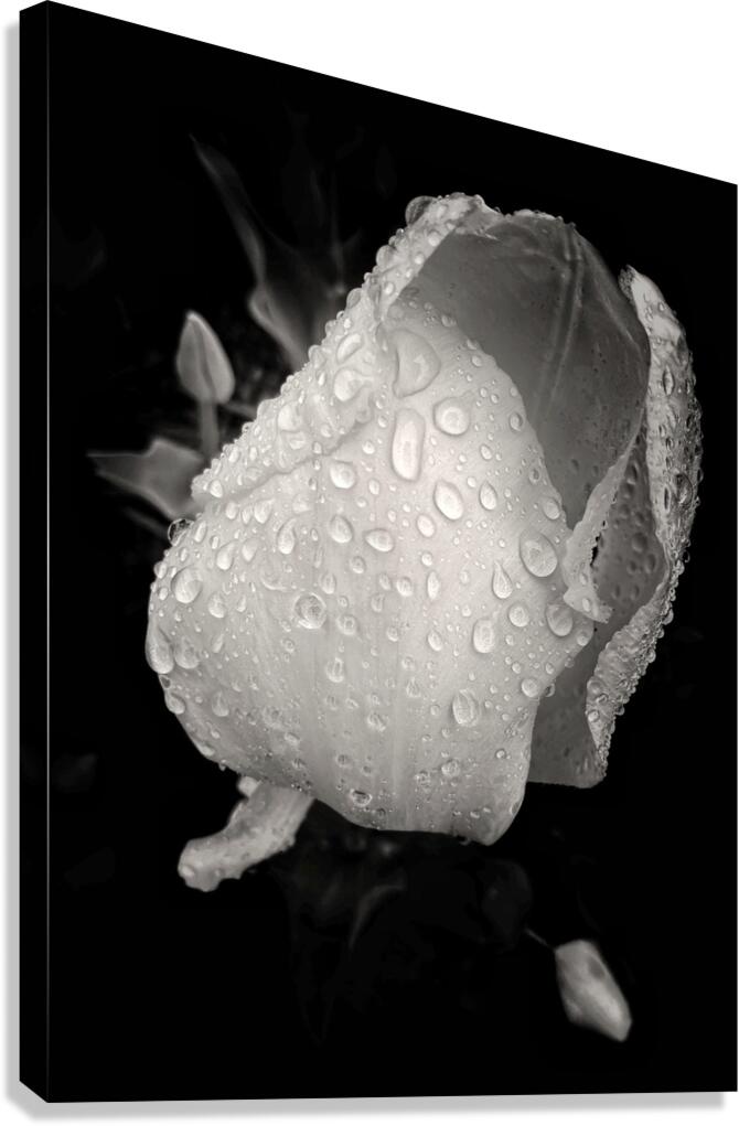 V1451 Canvas Print