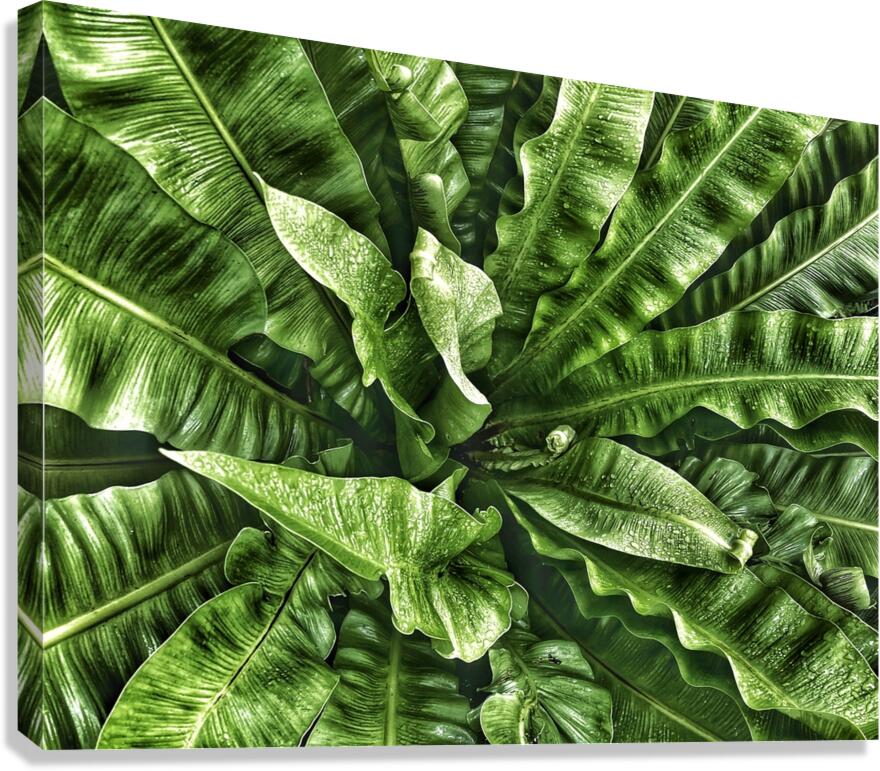 V1452 Canvas Print