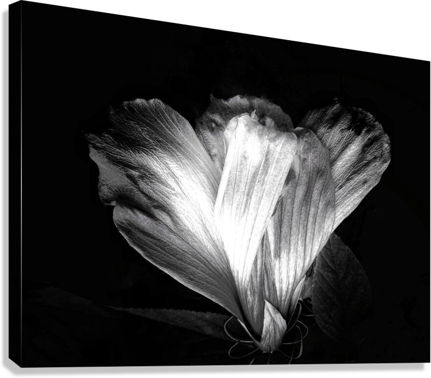 V1453 Canvas Print