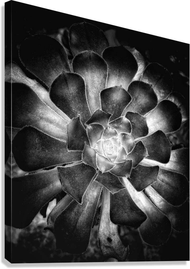 V1455 Canvas Print
