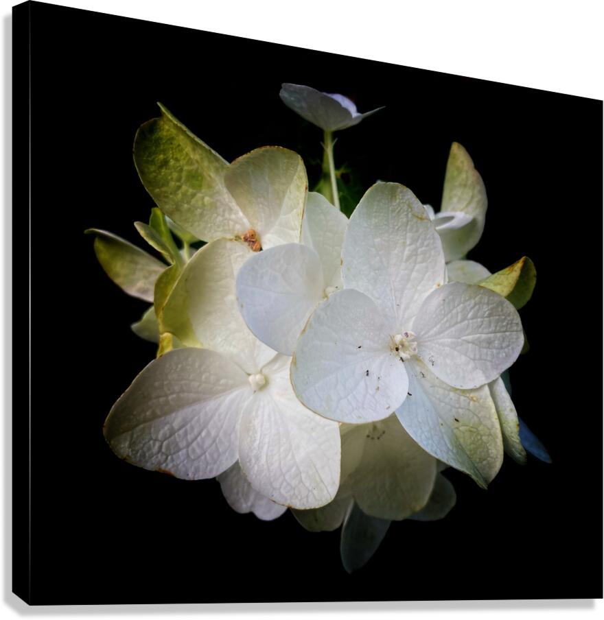 V1458 Canvas Print