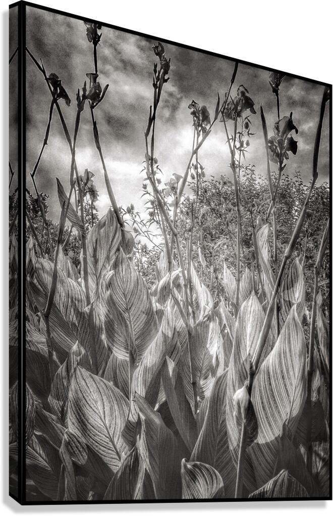 V1464 Canvas Print