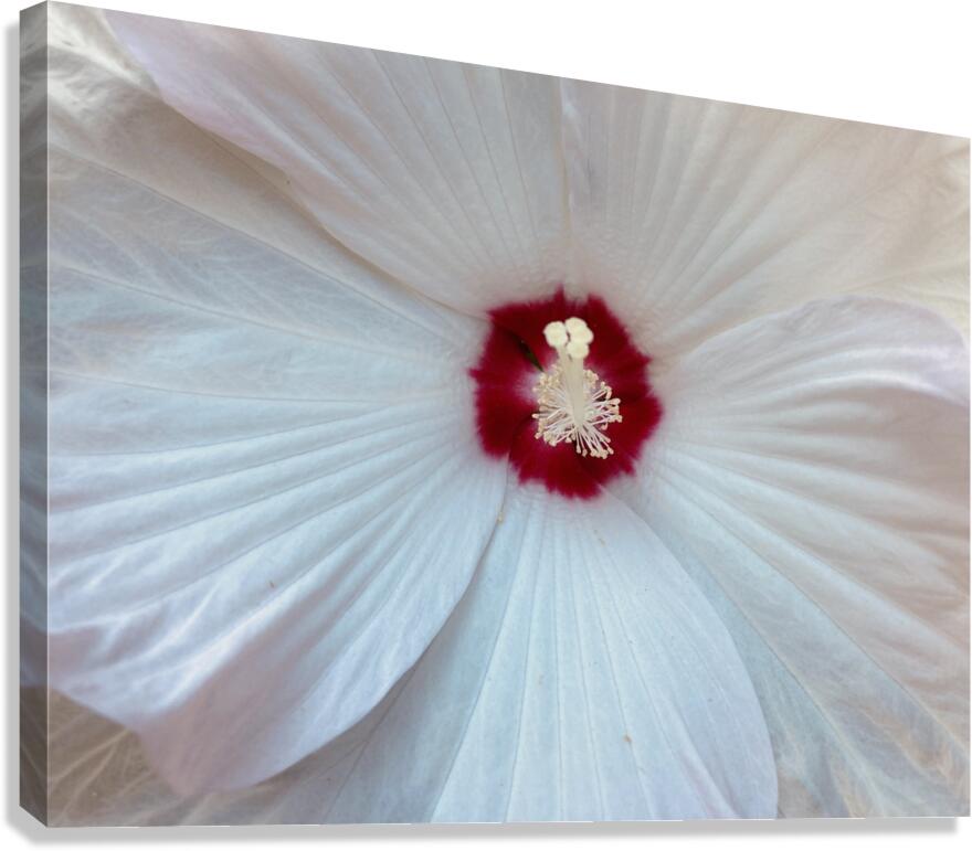 V1465 Canvas Print