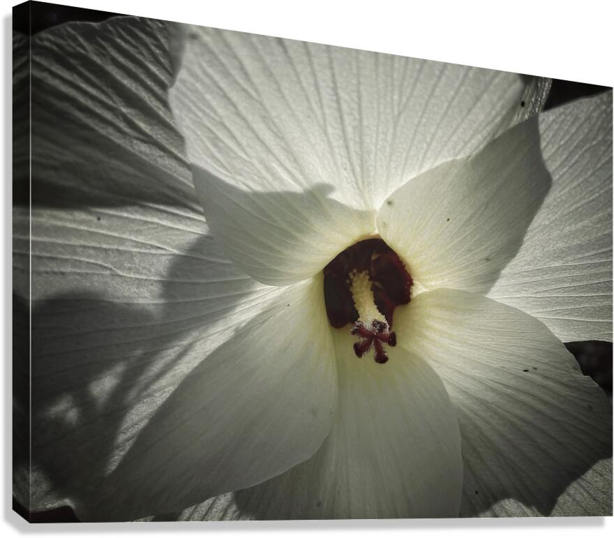 V1466 Canvas Print