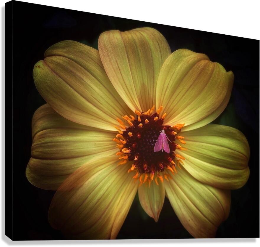 V1476 Canvas Print