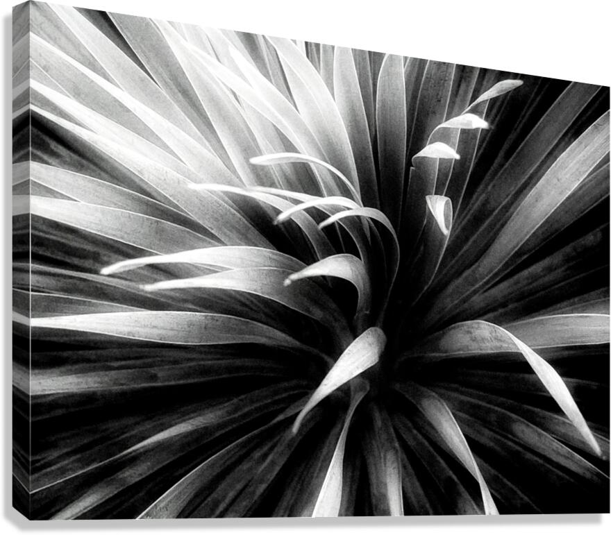 V1477 Canvas Print