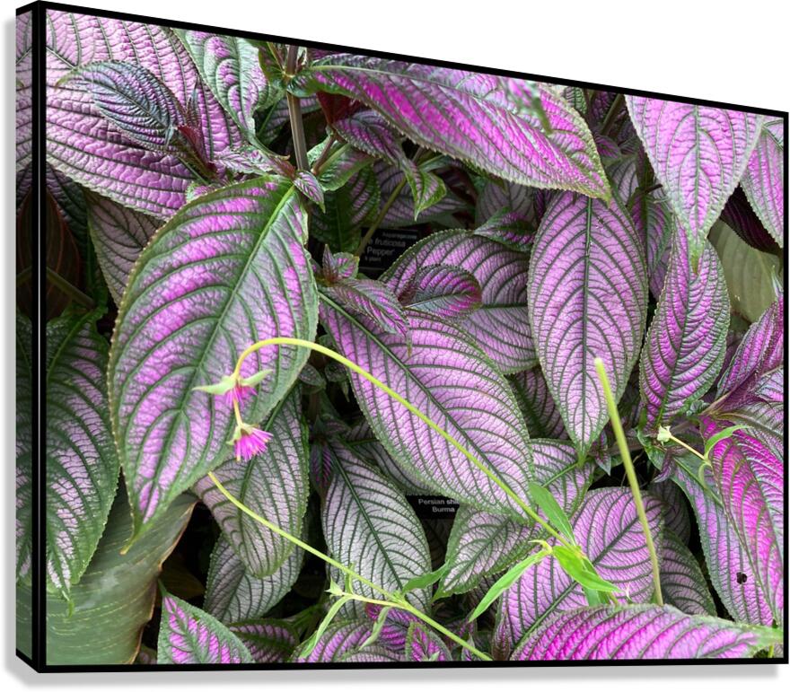 V1479 Canvas Print