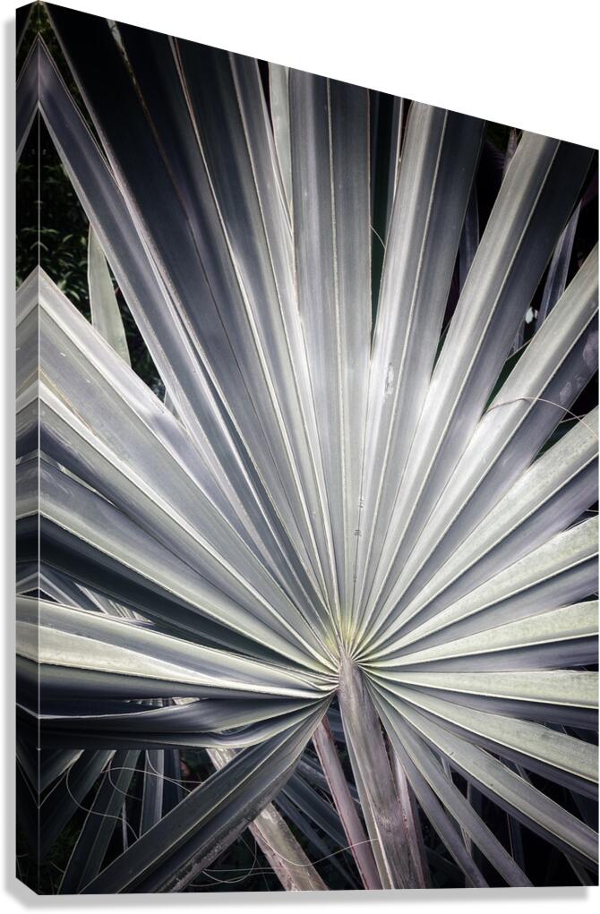 V1482 Canvas Print