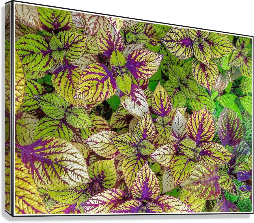 V1484 Canvas Print