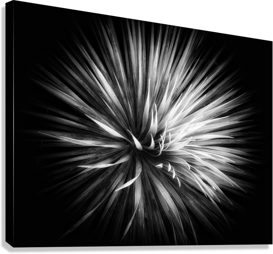 V1486 Canvas Print