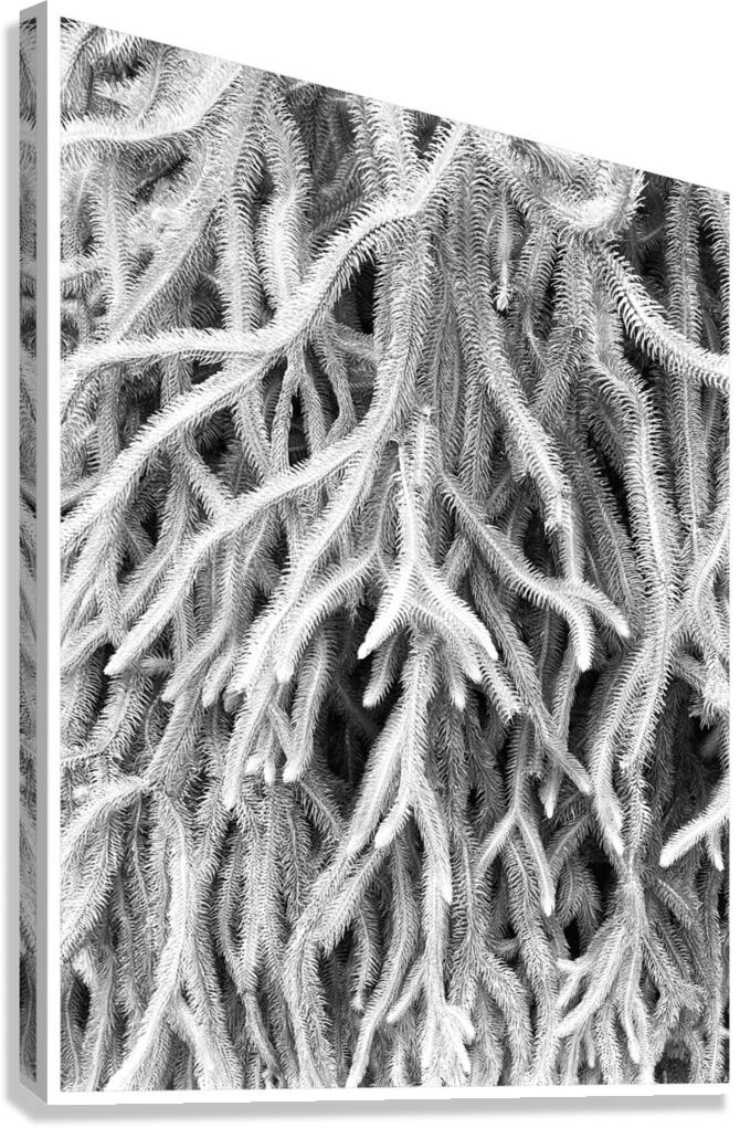 V1500 Canvas Print