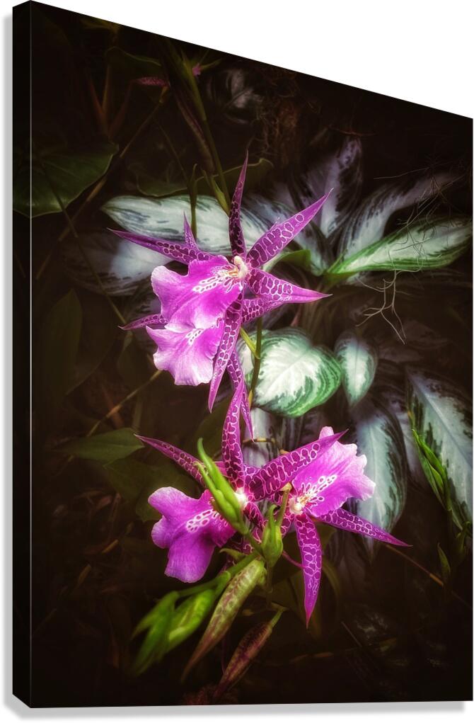 V1501 Canvas Print