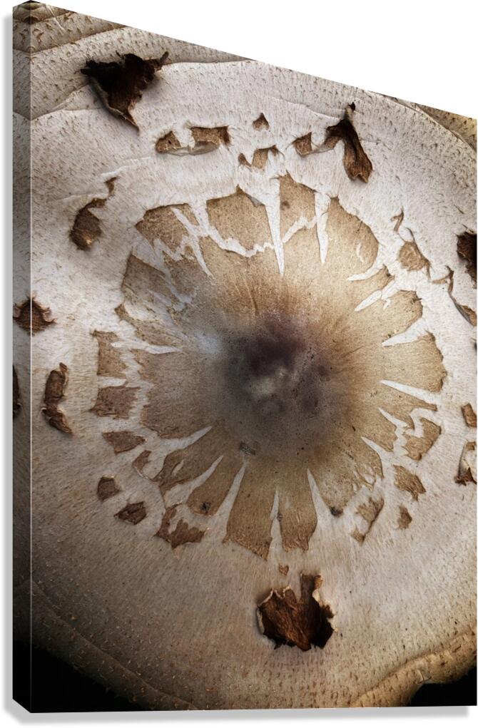 V1505 Canvas Print