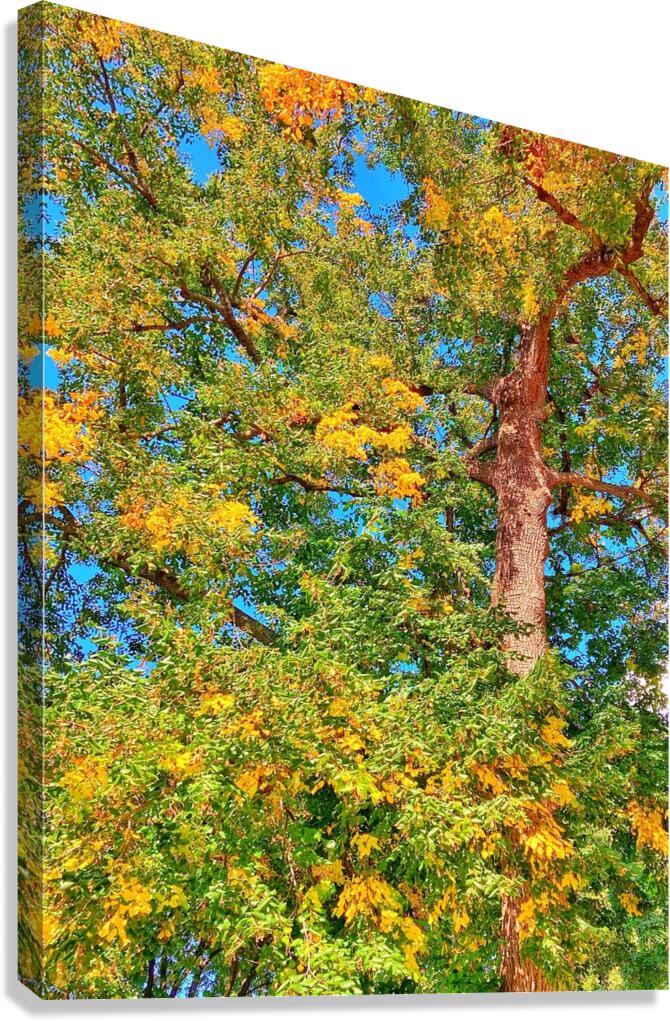 V1506 Canvas Print