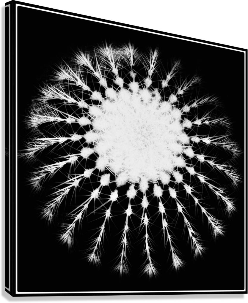 V1511 Canvas Print