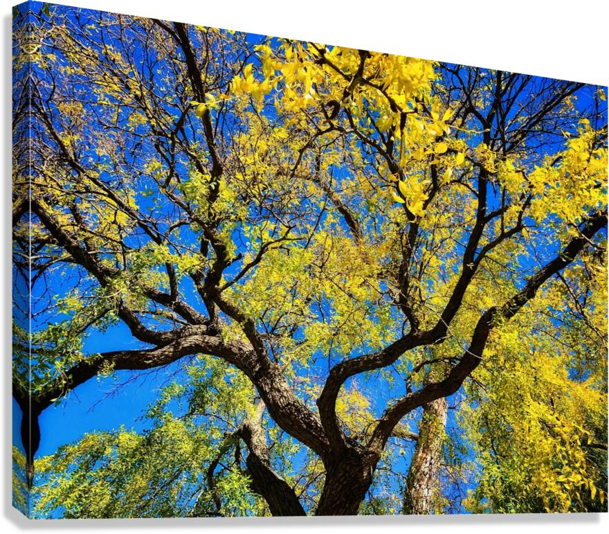 V1512 Canvas Print