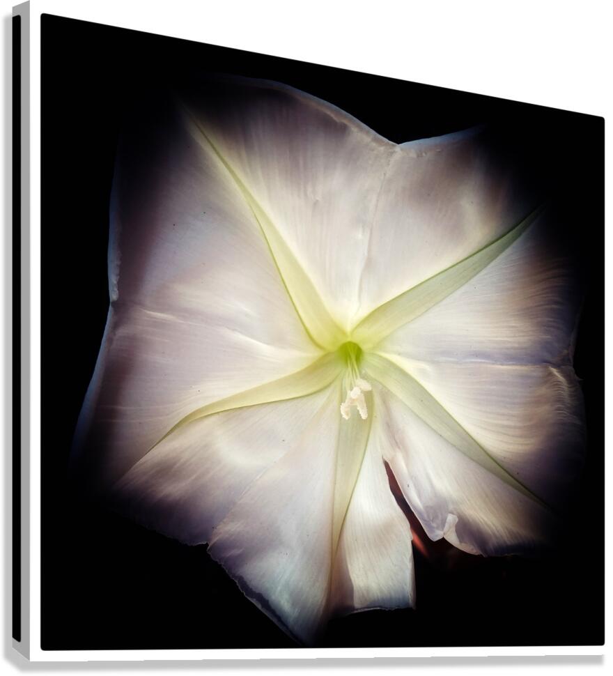 V1513 Canvas Print