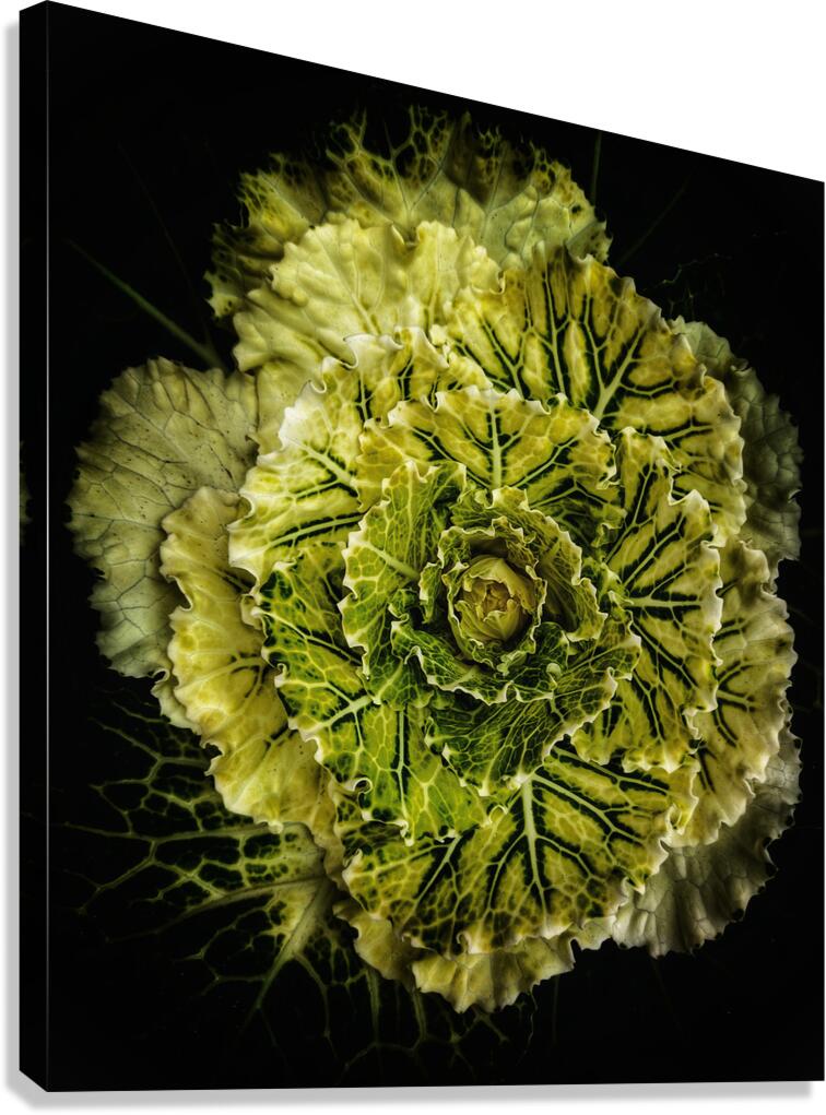 V1526 Canvas Print