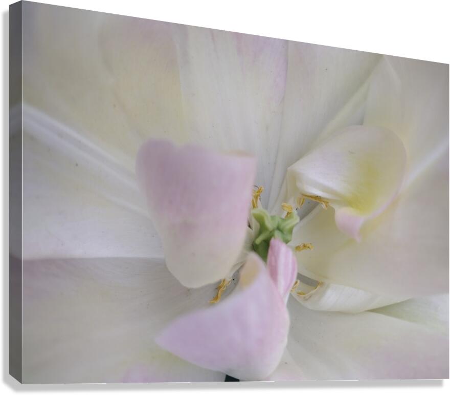 V1528 Canvas Print