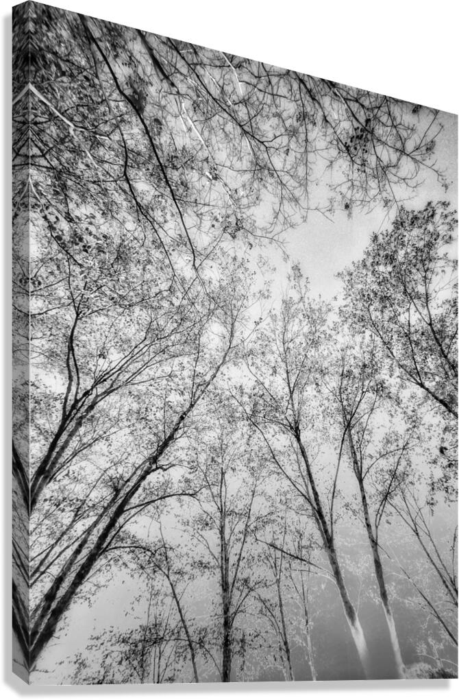 V1536 Canvas Print