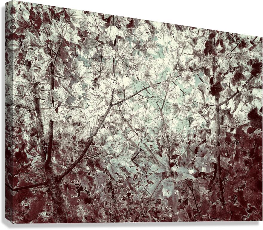 V1556 Canvas Print