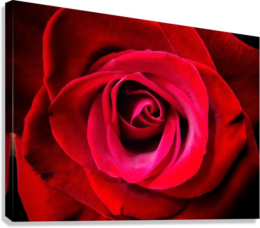 V1558 Canvas Print