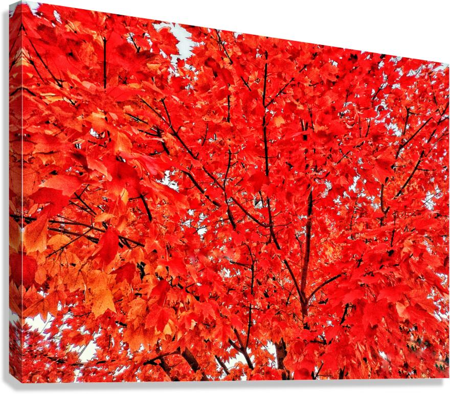 V1561 Canvas Print