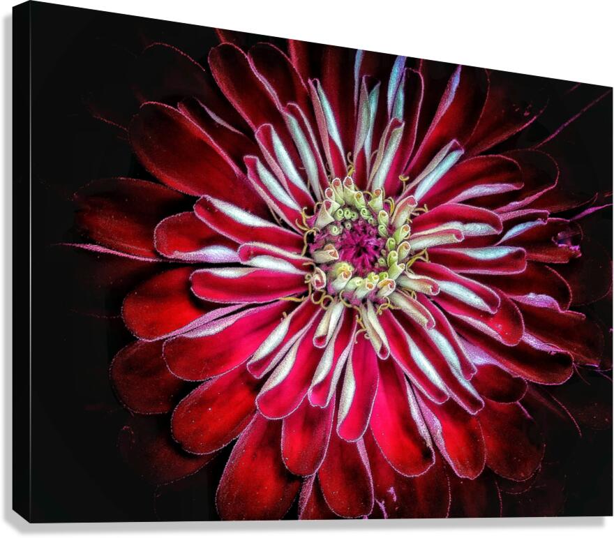 V1565 Canvas Print