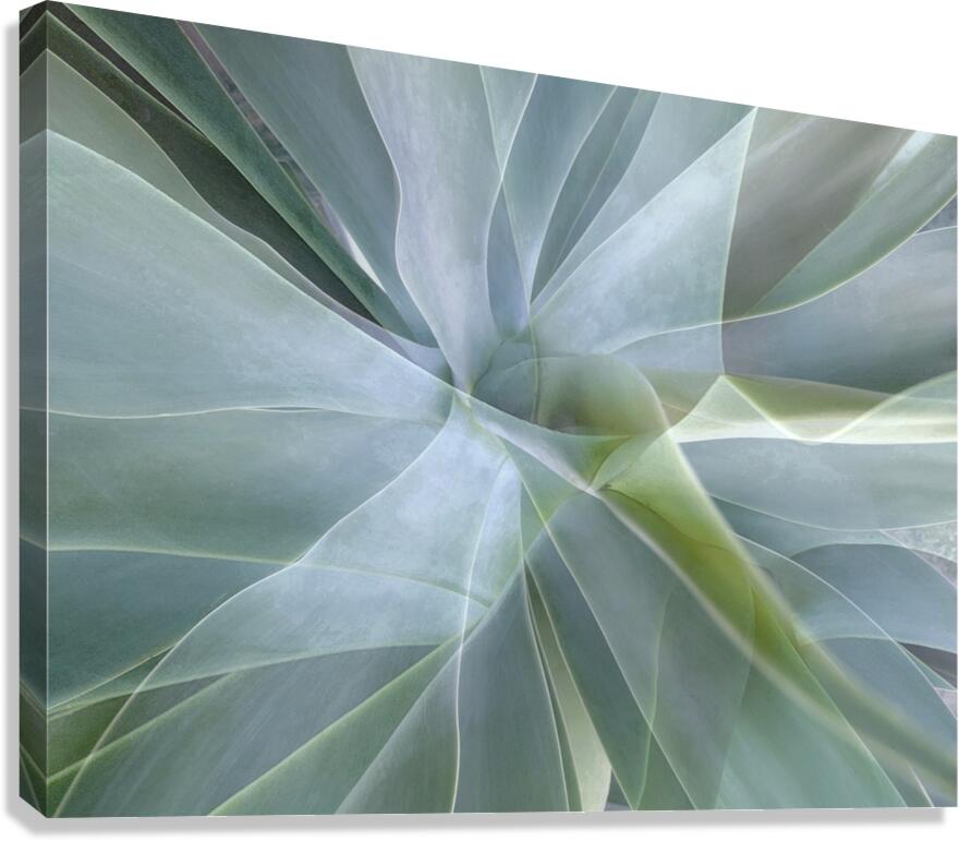 V1567 Canvas Print