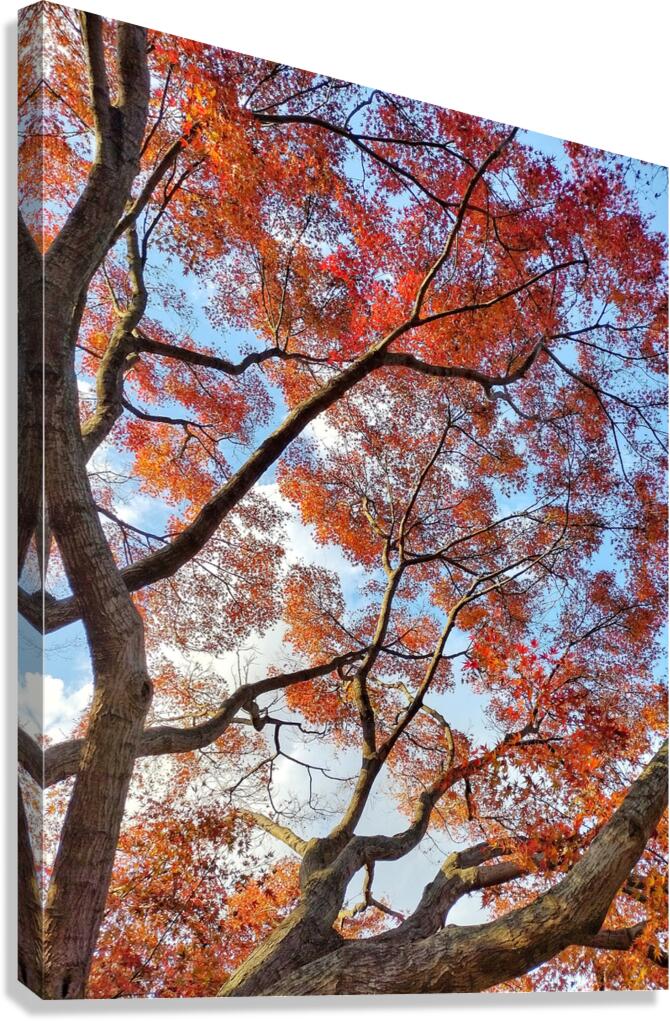 V1570 Canvas Print